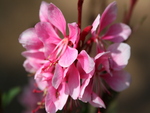 pink flowers