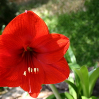 red flower