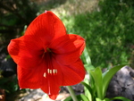 red flower