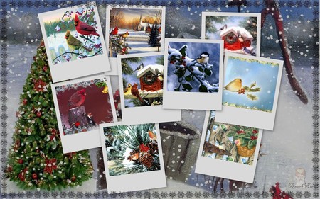 Snow is for the birds! - xmas, blues, snow, holiday, winter, widescreen, christmas, birds