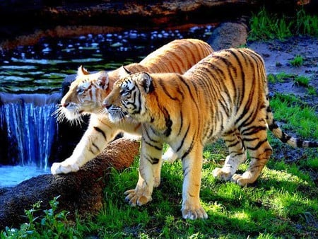 Tiger Couple - picture, couple, tigers, beautiful