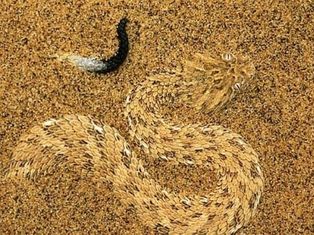 Camouflage - camouflage, picture, snake in sand, cool