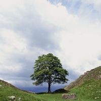 hadrians wall tree