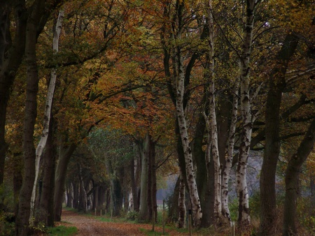 nature - dream, tree, forest