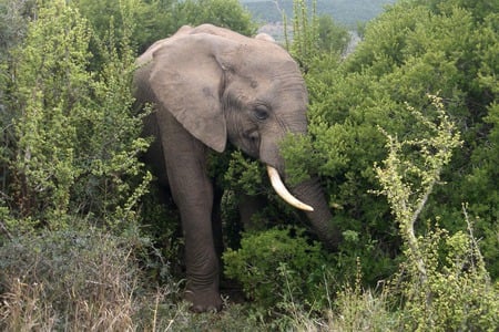 Young Elephant at Addo - addo, south africa, shantyman, food