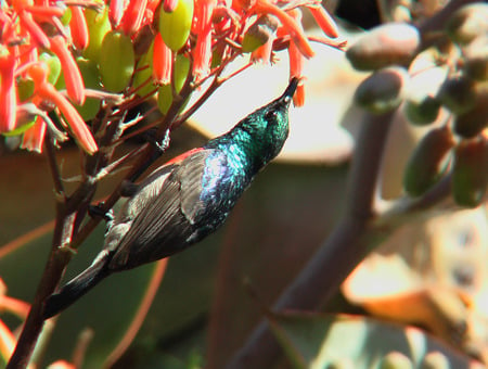 Collared Sunbird - shantyman, sunshine, south africa, flowers, food, shamwari