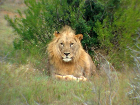 Confident Lion - south africa, shantyman, lion, confidence, shamwari