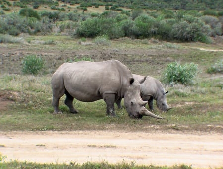 White Rhino - shantyman, love, rhinoceros, south africa, rhino, shamwari