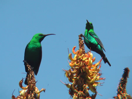 Malachite Sunbirds - south africa, sunbirds, colour, shantyman, sunshine, shamwari