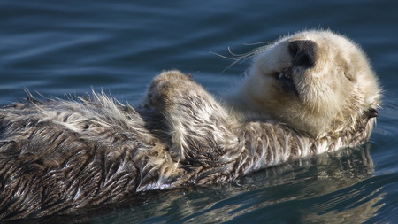 sea-otter - sea-otter, hot, cool, animals