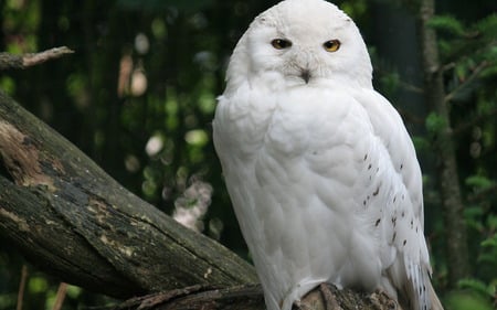 snowy-owl - hot, cool, animals, snowy-owl