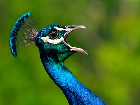 I know you want me! - male, peacock, blue, open beak, honking, turquoise