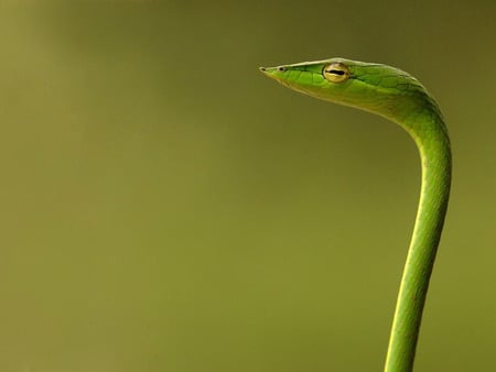 Green vine snake - green vine, green snake, oxybelis fulgidus, snake