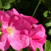 Rugosa rose