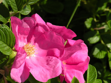 Rugosa rose - rugosa rose, in full bloom