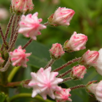 Mountain Laurel 