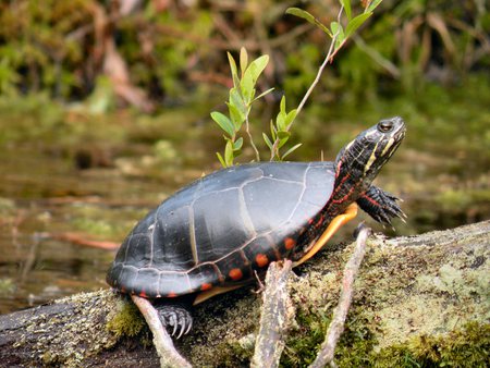 Red-bellied turtle - red bellied turtle, amphibians of the pine barrens