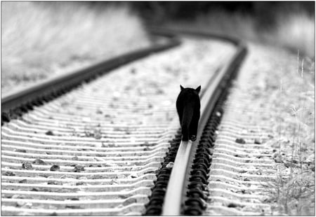 I Walk Alone - black and white, train tracks, focus, cat