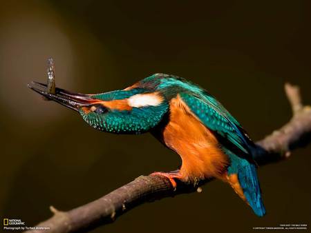 Kingfisher - colourful, animal, funny, bird, kingfisher, strange pose