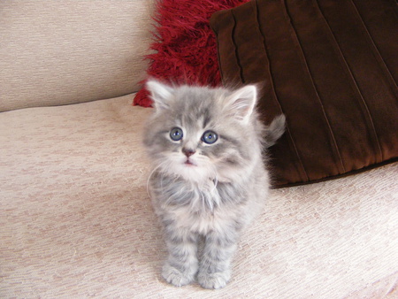 cute kitten - cute, fluffy, cuddly, kitten