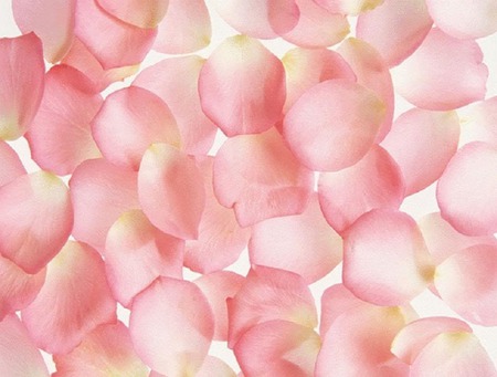 7fe8.jpg - flowerpetals, pink, pretty