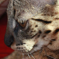 My savannah prince