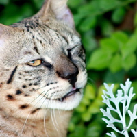 F2 savannah cat