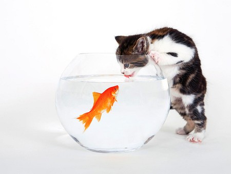 Funny-Cat - funny-cat, picture, gold fish, cool