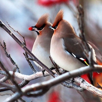 Beautiful Birds