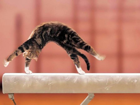 Gymnast Cat - cat, gymnast, amazing, picture