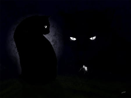 Ninja The Cat - night, cat