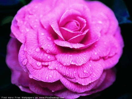 A PINK ROSE FOR MY LOVE? - rose, pink, gorgeous, beautiful