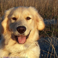 A PORTRAIT OF A RETRIEVER