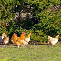 Visiting Chickens