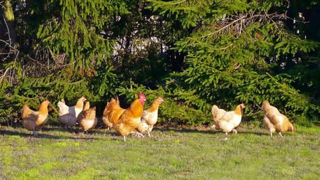 Visiting Chickens - widescreen, chickens, rooster, country, farm, washington, rural