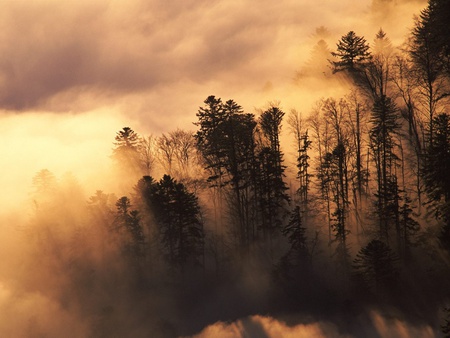 Forest Smoke - yellow, amazing, foggy, sunsets, forests, seasons, nice, clouds, trees, winter, fog, beautiful, gold, morning, cool, nature, awesome, autumn, smoke