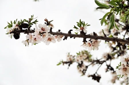 Blossoms - white, blossoms, almond tree, pink