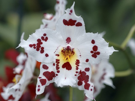 260.jpg - orchid, white, red, exotic