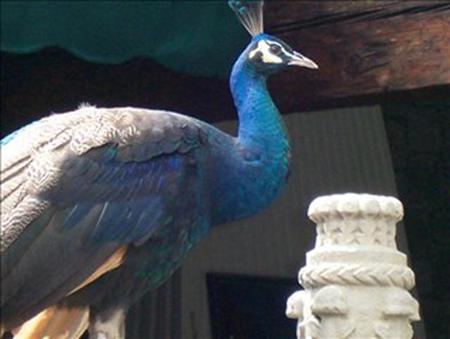 Regal Peacock