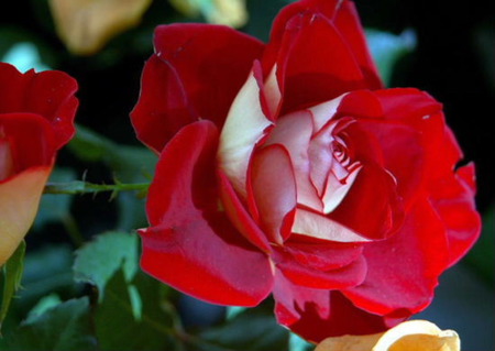 Beauty - red rose, nature, rose, beauty, love, flower