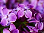 Lilacs