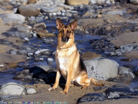 A FRIENDLY GERMANSHEPARD - handsome, proud, majestic, friendly