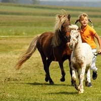 Horses w Girl