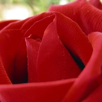 Flower Red Rose - A Symbol to Love