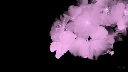 Sparkle Blossoms - firefox persona, widescreen, flower, pink