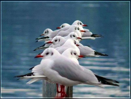 Birds in Row - picture, birds in row, cool