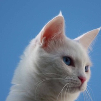 Perfect white cat with clear blue eyes