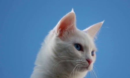 Perfect white cat with clear blue eyes - white, animal, blue, cat, blue eyes