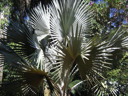 Palms - sky, tree, palm, nature