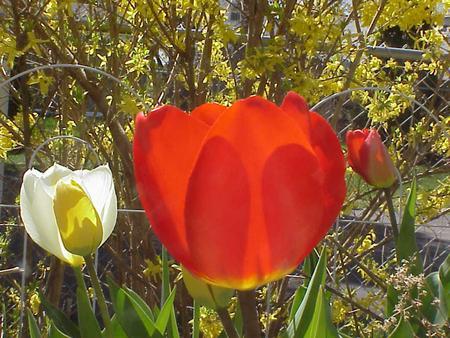 Tulips - flowers, nature, tulips